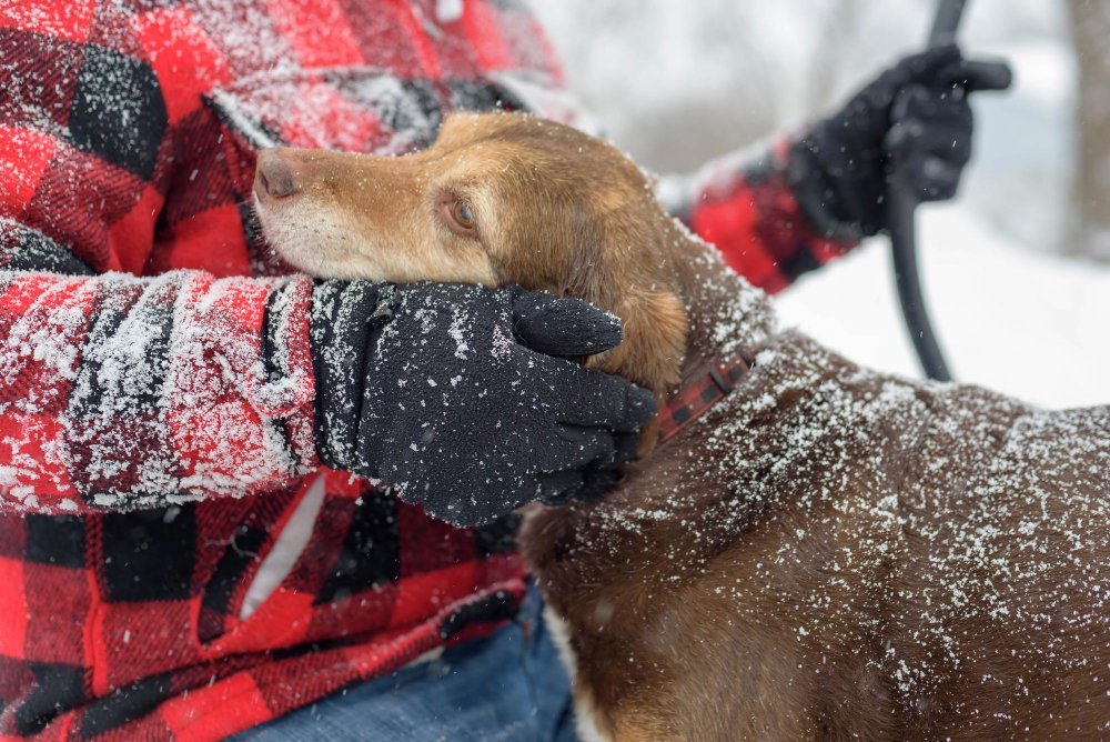 How Cold Weather Affects Pet Health and How to Prevent It
